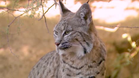 Nice-Closeup-Of-A-Bobcat-Face-In-The-Forest