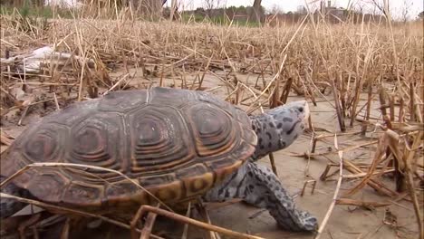Eine-Schildkröte-Bahnt-Sich-Ihren-Weg-Durch-Einen-Schlammigen-Sumpf-Oder-Ein-Feuchtgebiet