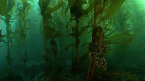 Underwater-Shot-Of-The-Kelp-Forests-In-The-Channel-Islands-Marine-Sanctuary-California
