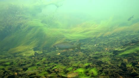 Underwater-Footage-Of-Grayling-Pike-Swimming-In-A-Fast-Moving-River