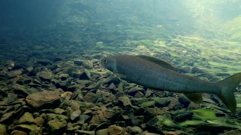 Underwater-Footage-Of-Grayling-Pike-Swimming-In-A-Fast-Moving-River-1