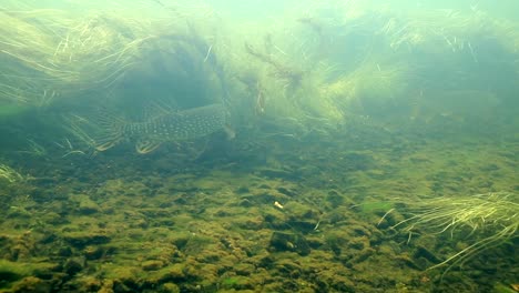 Underwater-Footage-Of-Grayling-Pike-Swimming-In-A-Fast-Moving-River-2
