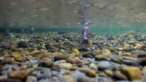 Underwater-View-Of-Sockeye-Salmon-Having-Turned-Red-At-the-End-Of-their-Lifecycle-Swim-Upstream-To-Spawn