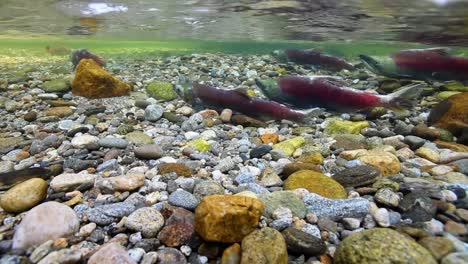 Underwater-View-Of-Sockeye-Salmon-Having-Turned-Red-At-the-End-Of-their-Lifecycle-Swim-Upstream-To-Spawn-2