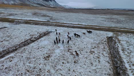 Eine-Luftaufnahme-Zeigt-Eine-Herde-Von-Pferden,-Die-Auf-Isländischen-Landwirtschaftsflächen-Traben