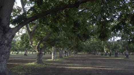 Dolly-shot-of-a-grove-of-walnut-trees-in-the-rich-farm-land-and-orchard-country-of-the-Lompoc-Valley-California