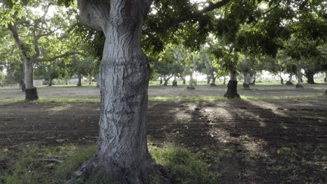 Dolly-shot-of-a-grove-of-walnut-trees-in-the-rich-farm-land-and-orchard-country-of-the-Lompoc-Valley-California-1
