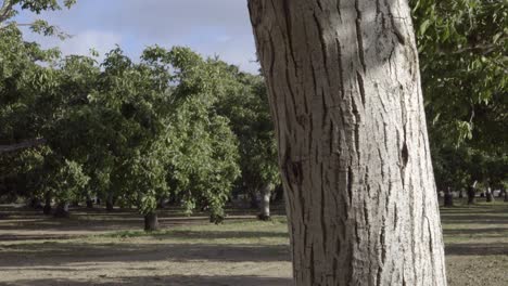Dolly-shot-of-a-grove-of-walnut-trees-in-the-rich-farm-land-and-orchard-country-of-the-Lompoc-Valley-California-3