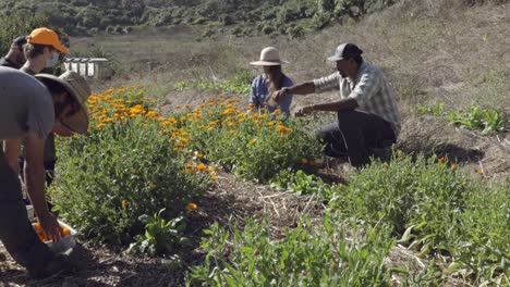 Farmers-pick-flower-blossoms-on-an-experimental-organic-farm-and-permaculture-site-in-Summerland-California-1