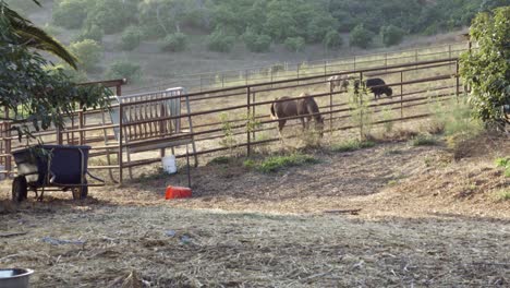 Un-Caballo,-Una-Vaca-Y-Un-Búfalo-Dentro-De-Un-Coral-En-Una-Granja-Y-Rancho-De-Permacultura-Sostenible-En-Summerland-California