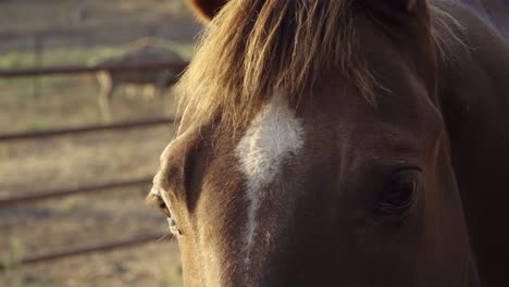 Beautiful-afternoon-light-for-a-closeup-of-a-horse-sustainable-permaculture-farm-and-ranch-in-Summerland-California