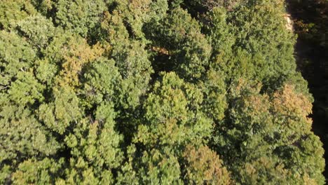 Forest-Nature-Aerial-Drone-1
