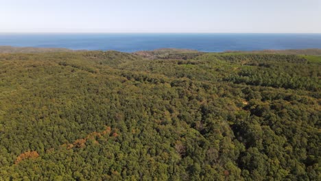 Wald-Natur-Luftbild