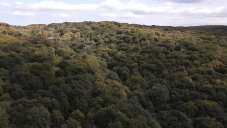 Luftbild-Naturwald-Natur