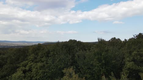 Wald-Natur-Luftbild-Drohne