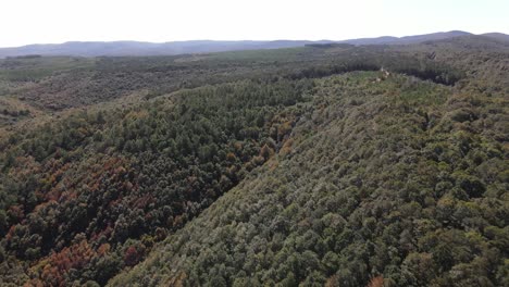 Wald-Natur-Luftbild-3