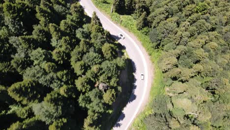 Luftaufnahme-Fahren-Auto-Wald