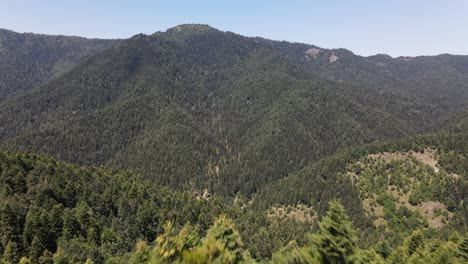 Natürlicher-Bergwald