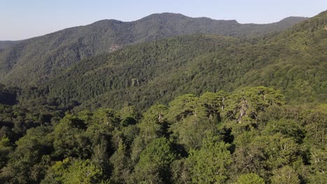 Vista-Aérea-Del-Bosque-De-Montaña-1