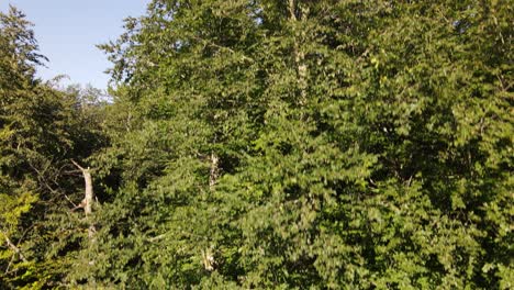 Natural-Trees-Forest-Aerial-View