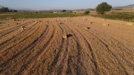 Agricultura-Zonas-Rurales-Drone-Volando