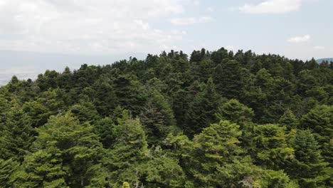 Natural-Pine-Forest-Hilltop-Aerial