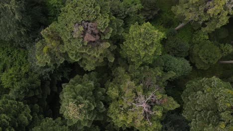 Naturwald-Luftbild-Von-Oben-1