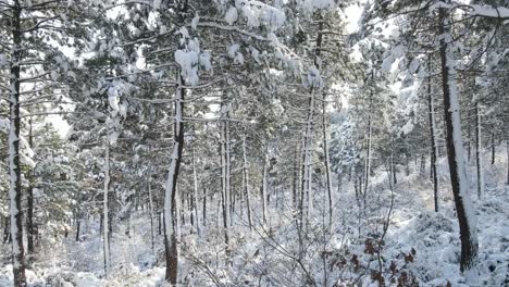 Wald-Winter-Schnee-Baum
