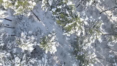 Wald-Winter-Schnee
