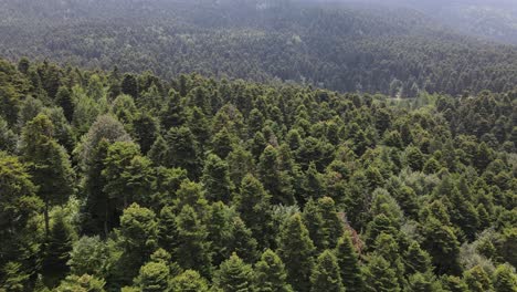 Environment-Natural-Forest-Aerial