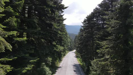 Camino-Bosque-Verde