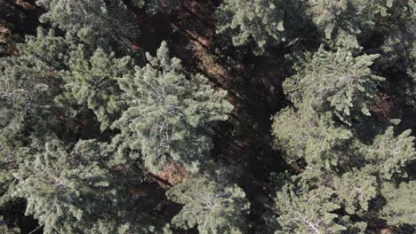Aerial-Drone-Forest-1