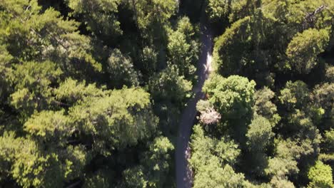 Wald-Natur-Luft-Drohne-Straße