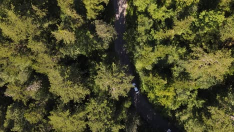 Vista-Aérea-Conduciendo-Coche-Bosque-3