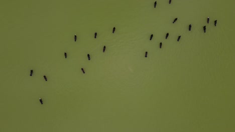 Flock-Of-Birds-Great-Cormorants-(Phalacrocorax-Carbo-)-Swim-Lake
