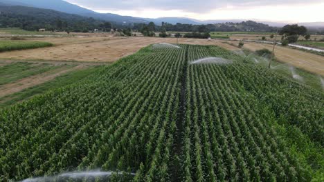 Bewässerung-Des-Grünen-Maisfeldes