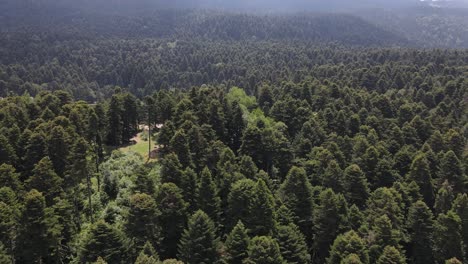 Pine-Natural-Forest-Hilltop-Aerial