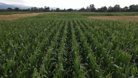 Green-Corn-Field-Rural