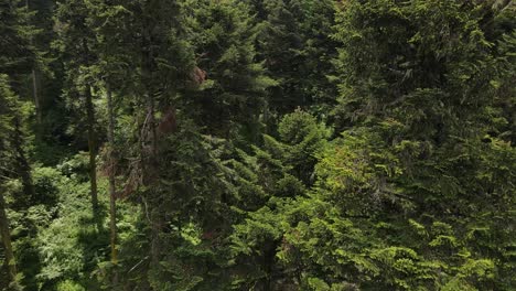 árboles-Del-Entorno-Del-Bosque-Natural