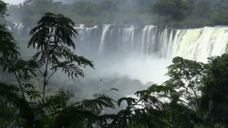 Iguazu-Fällt-Argentinien-Silhouette-Baum