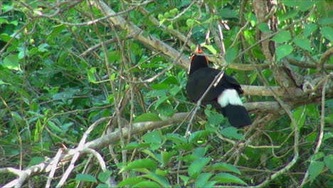 Iguazu-Argentina-toucan-in-the-bushes