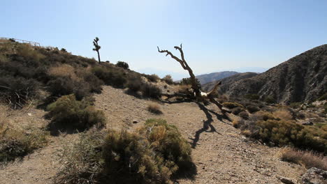 Joshua-Tree-National-Park-California-Keyes-View-with-dead-tree