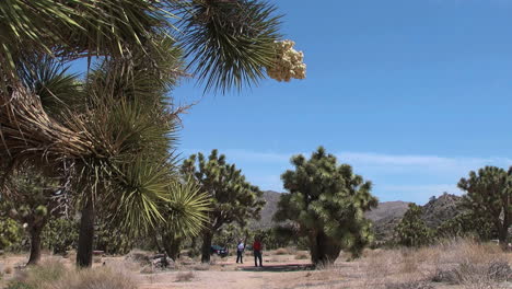 Joshua-Tree-California-bloom-frames-view