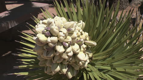 Joshua-Tree-Kalifornien-Blüte