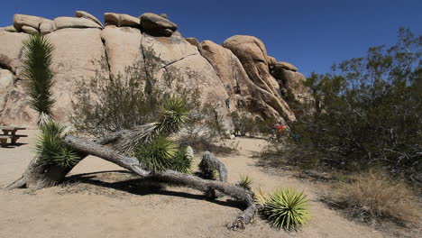 California-Joshua-Tree-on-the-ground-with-rocks-behind