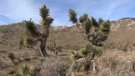 Kalifornien-Joshua-Bäume-Rahmen-Peak