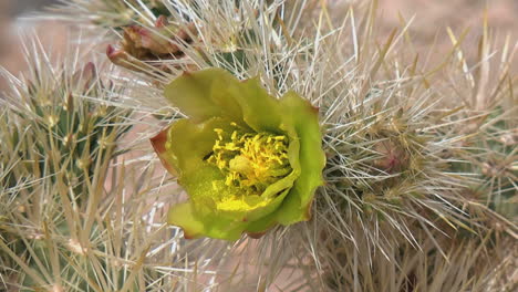 California-cholla-flower