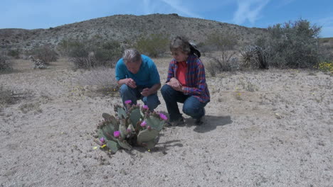 California-couple-inspect-a-blooming-Beavertail-cactus