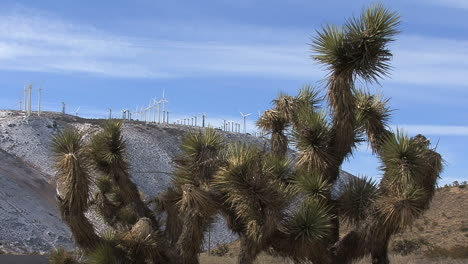 Kalifornien-Joshua-Tree-Und-Windmühlen
