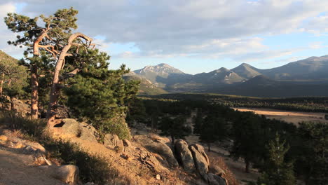 Colorado-Rocky-Mountain-National-Park-with-pine-tree